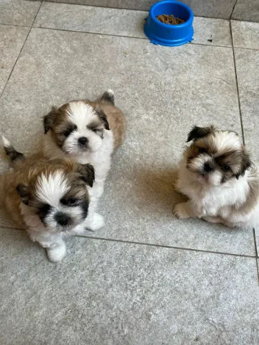 Shih tzu mini puros fêmeas e machos pedigree 