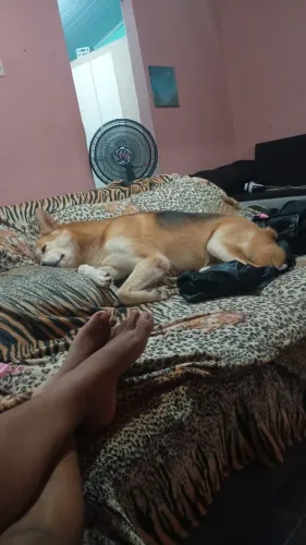 Namorado para minha cachorra husky