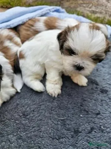 Filhotes de Shih Tzu | Amor que faz bem.