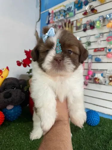 Shihtzu fêmea na cor branco e chocolate 