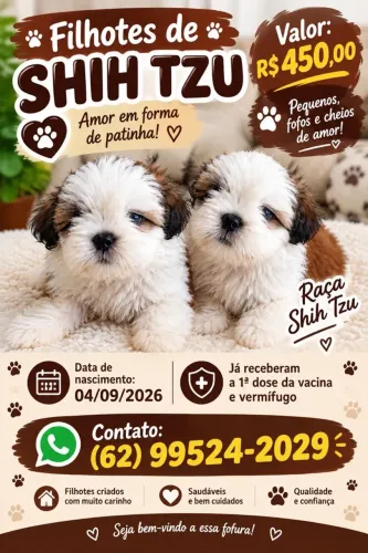 Filhote cachorro shit tzu