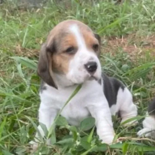 Beagle Mini Filhotes Ótimas Opções. 