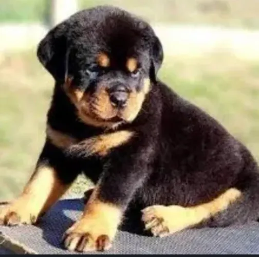 Rottweiler- te protege e te ama