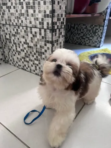 Cachorro