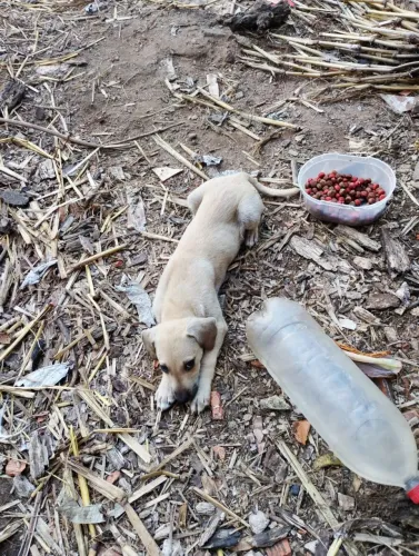 Cachorros pra doação 