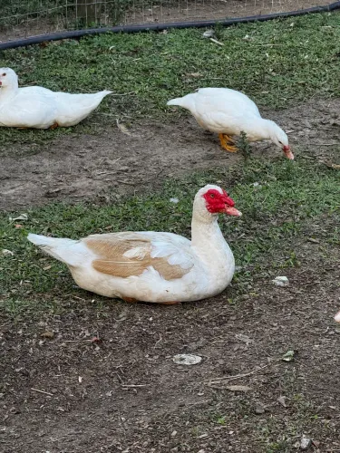 Pato gigante alemão 