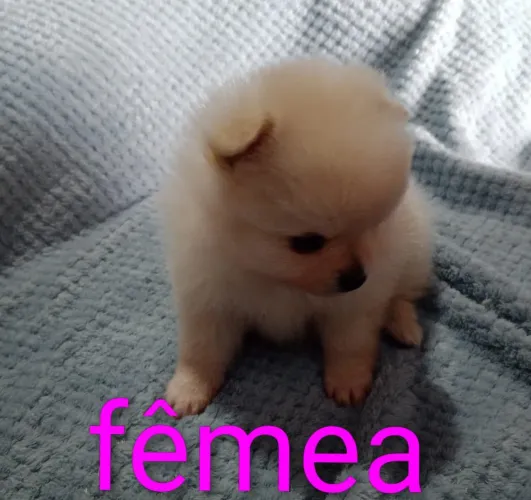 Spitz alemão anão