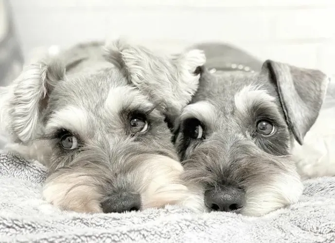Lindos filhotes de Schnauzer com ótima genética.