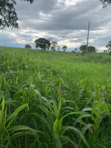 Fazenda Culturão de Alta Produtividade em Posse