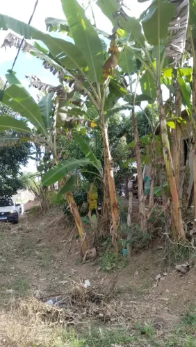 Terreno em frexeira