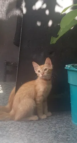 DOAÇÃO DE GATO MACHO