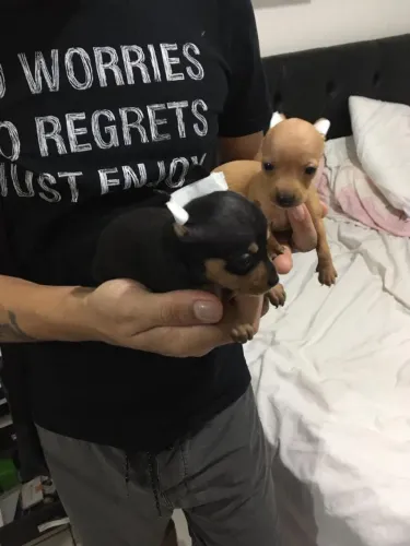 PINSCHER Zero zero