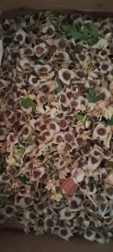 Terra e chuva é sinônimo de riqueza,vamos plantar moringa