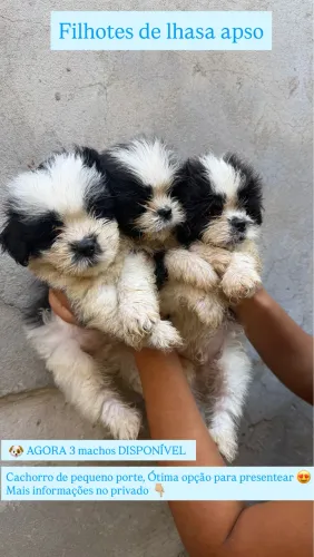Filhote de lhasa apso