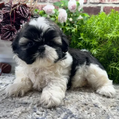 Lhasa Apso/ Macho e Fêmea disponível 