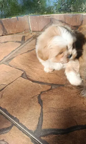 Filhote de Lhasa Apso