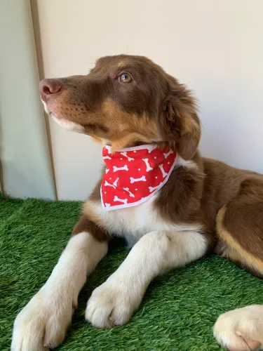 Border collie machos