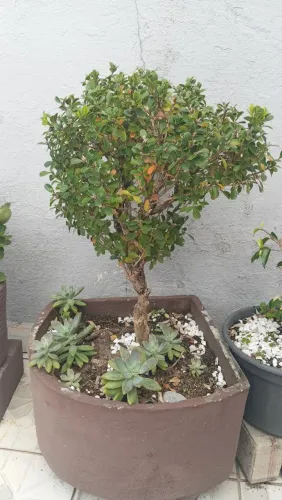 Planta