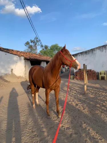 POTRO QUARTO DE MILHA
