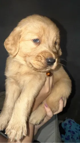 Filhote fêmea Golden Retrivier (última bebê)