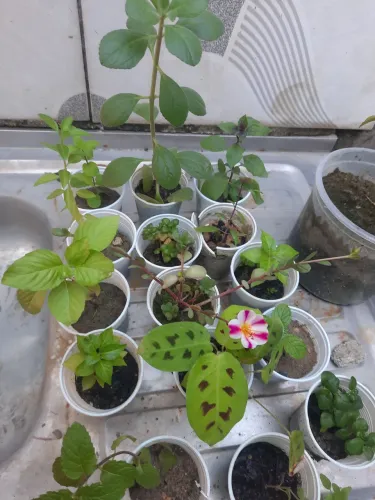 Plantas
