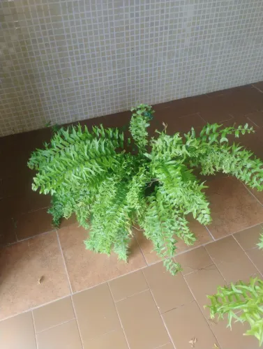 Venda de Samambaia