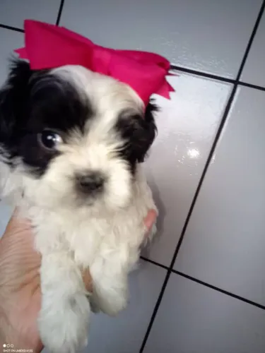 filhote shih tzu, Seu novo companheiro de aventuras está pronto para ir para casa!