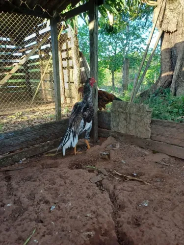 Vendo 2 frangos indianos 