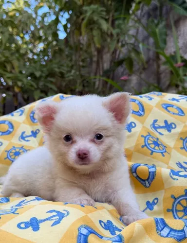 Chihuahua macho branco