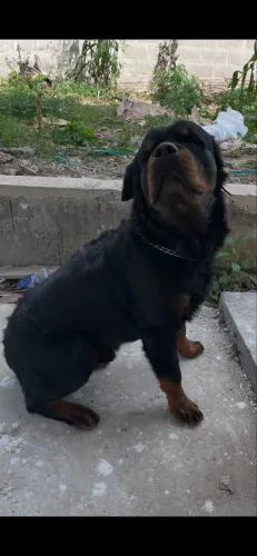 Filhotes de Rotweiller
