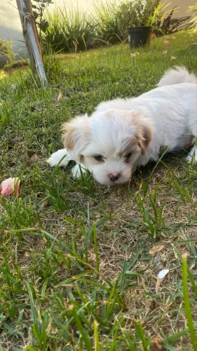 Cachorro filhote lhasa após