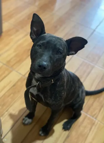 Pet