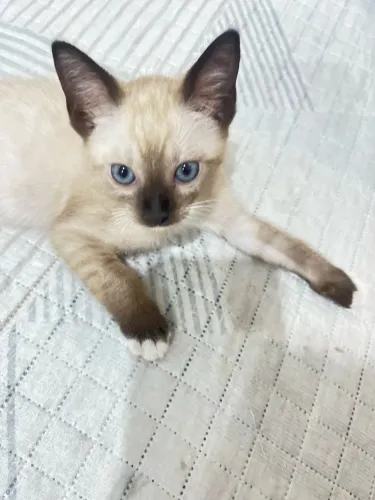 Doação de gatinho