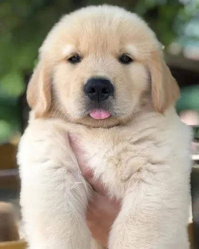 Filhotinhos golden retriever saudável e brincalhão com contrato de venda