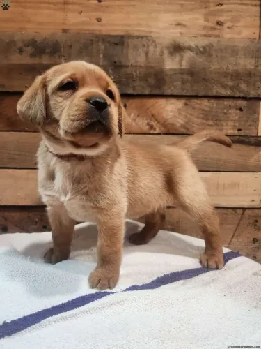 Labrador | Filhote lindo esperando uma família