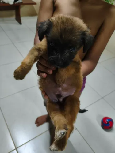 Cachorros para doação.