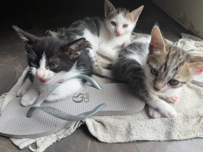 Gatos 
