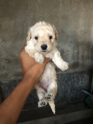 Poodle  Fêmea Toy Pronta entrega 