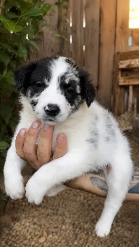 Border Collie