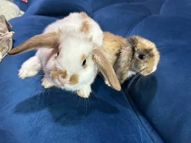 Casal de Coelho Mini Lop