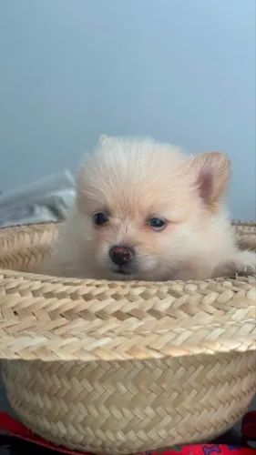 Lulu pomerania macho 