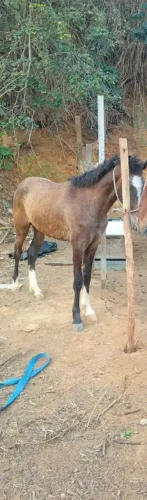 Cavalo 