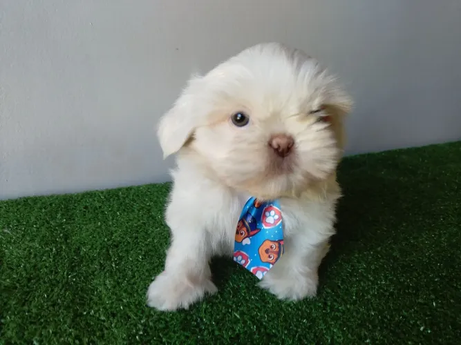 Lindo machinho de Shih Tzu de olhos claros