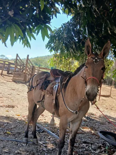 Burro