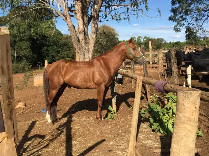 Cavalo QM à venda 