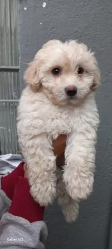 Poodle Toy | Seu Companheiro Fiel está à sua espera- Chama no WhatsApp 