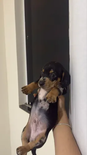 vendo filhote de dachshund arlequim puro