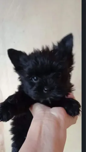 Yorkshire terrie micro Black 