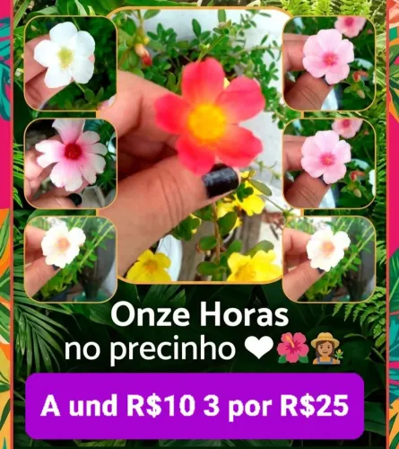 3 VASOS de 11 Horas por 25 Reais