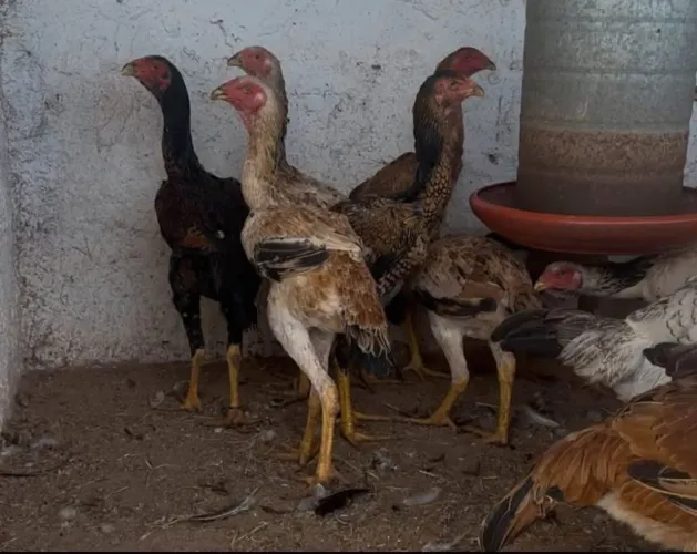 Venda Permanente de Frangos e Frangas da Raça Índio Gigante *)